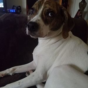 Meet your Posher, Brandy